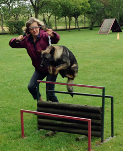 education canine saut d'obstacle