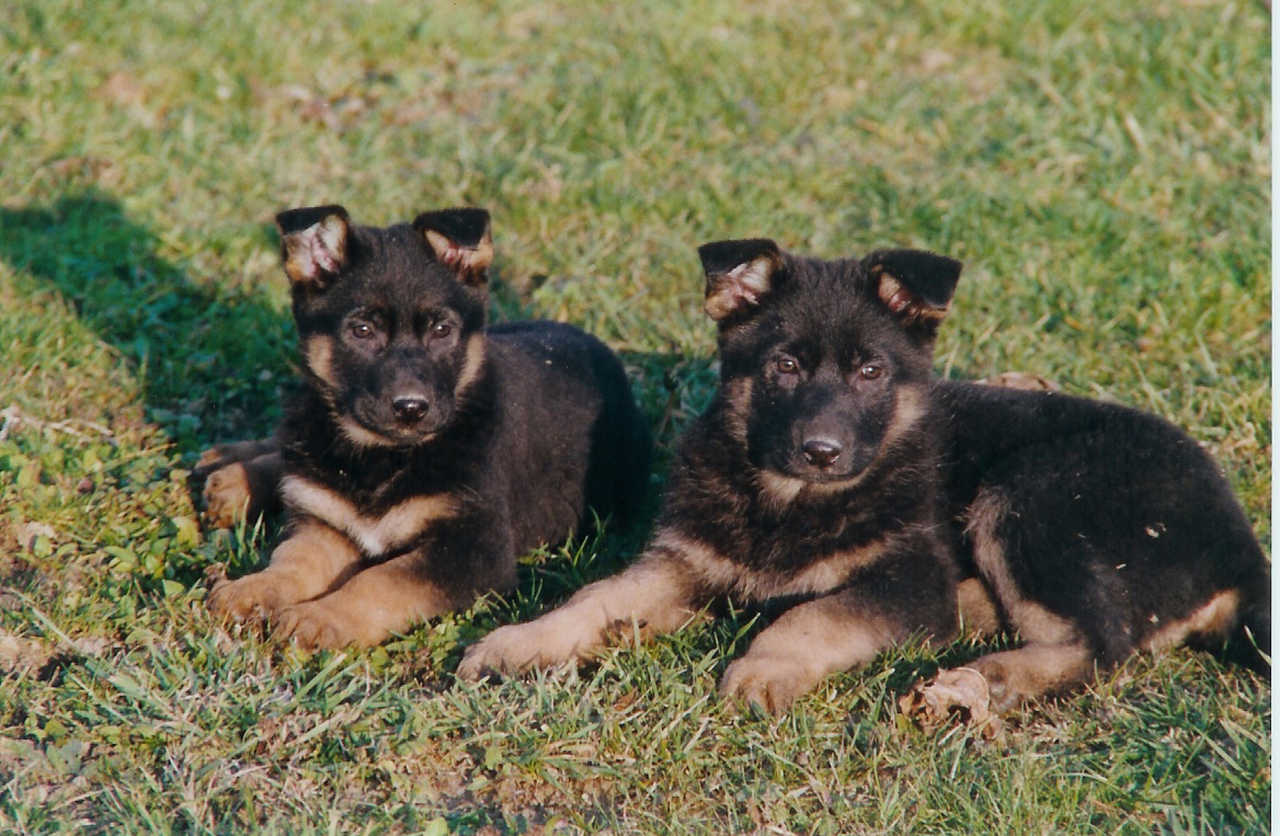 élevage de chiens type bergers allemands